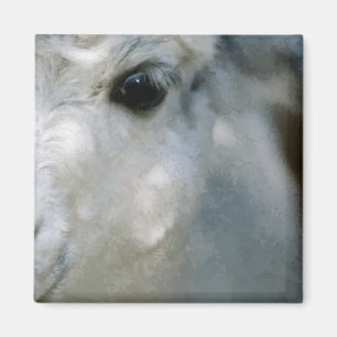 Imán Lama