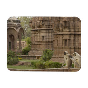 Imán Langurs de Hanuman o de cara negra, común o gris