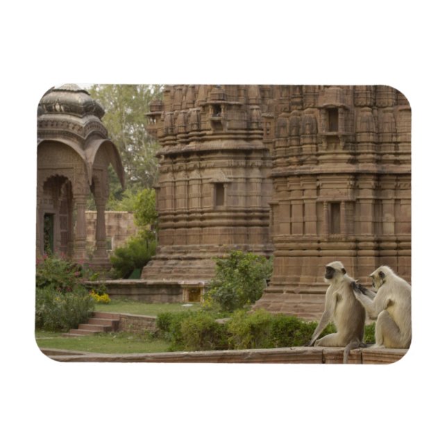 Imán Langurs de Hanuman o de cara negra, común o gris (Horizontal)