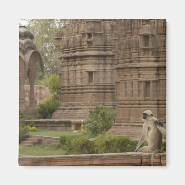 Imán Langurs de Hanuman o de cara negra, común o gris (Frente)