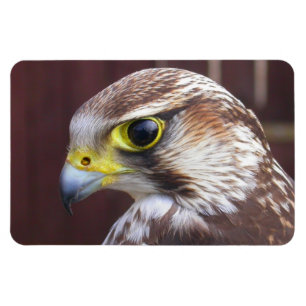 Imán Lanner Falcon