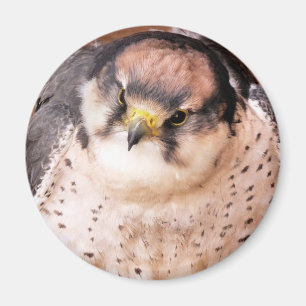 IMÁN LANNER FALCON