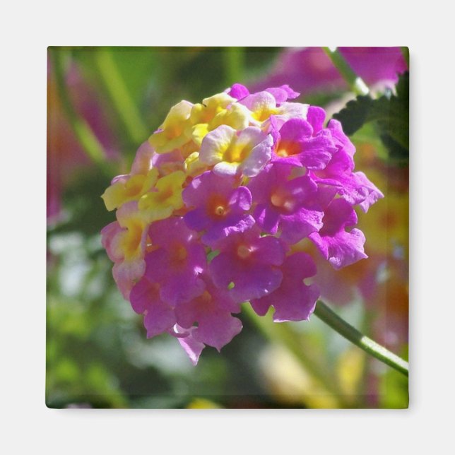 Imán Lantana (Frente)