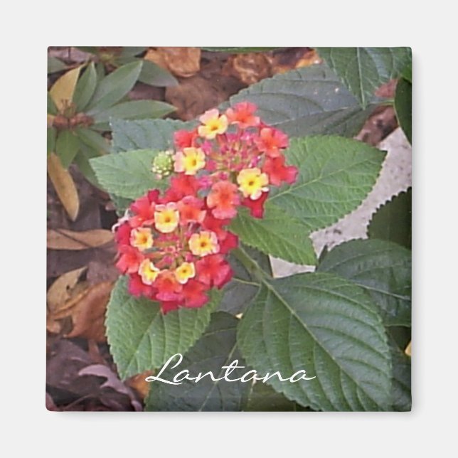Imán Lantana Magnet (Frente)
