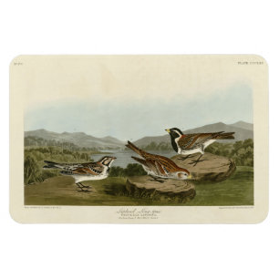 Imán Lapland Long-spur, de Aves de América de Audubon