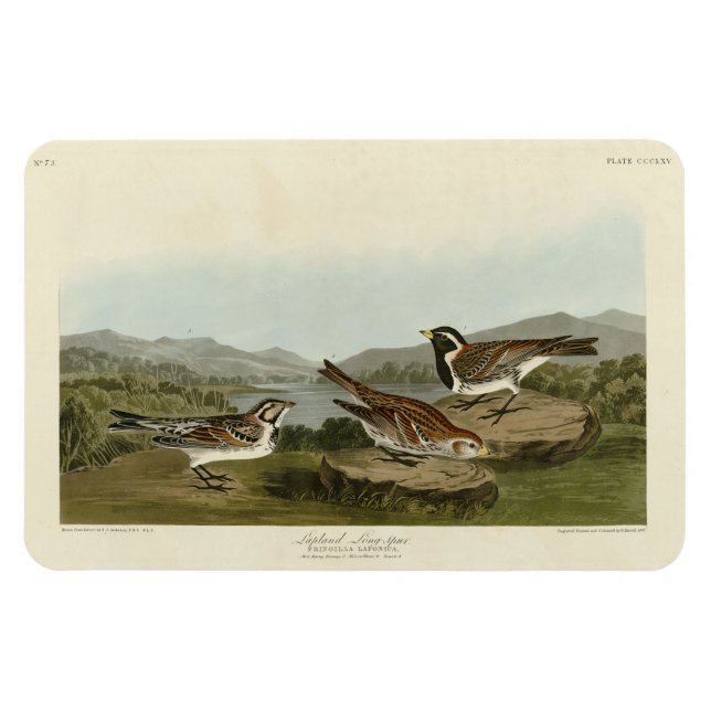 Imán Lapland Long-spur, de Aves de América de Audubon (Horizontal)