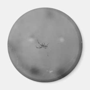 Imán Larinioides sclopetarius