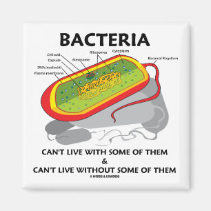 Imán Las bacterias no pueden vivir con algunos de ellos