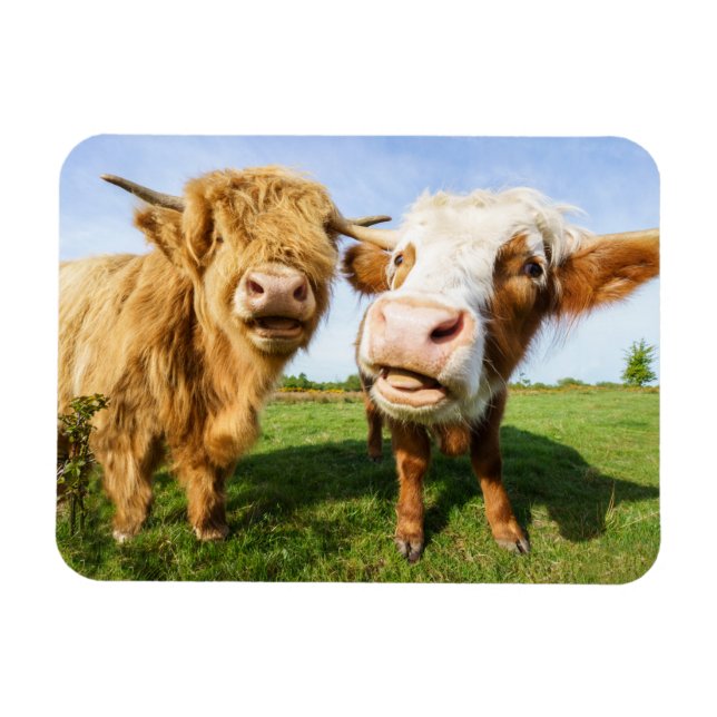 Imán Las divertidas vacas de Highland (Horizontal)