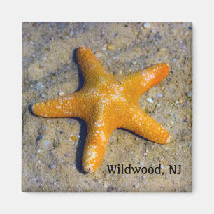 Imán Las estrellas de mar en enarenan con la ciudad de