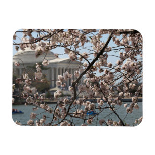 Imán Las flores de cerezo en flor en Washington DC