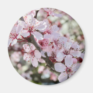 Imán Las Flores De Color Rosa Son Testimonios Rojos.
