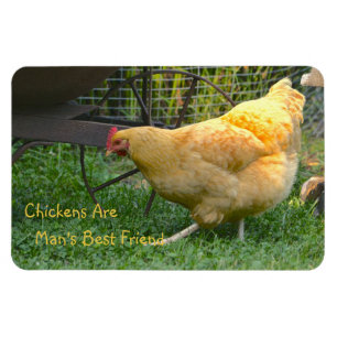 Imán Las gallinas son el mejor amigo del hombre