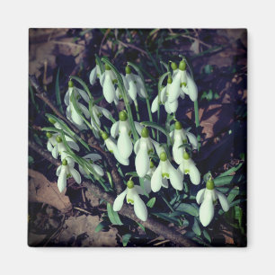 Imán Las gotas de nieve son las primeras flores de la p