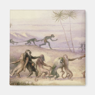 Imán Las maneras y las aduanas de monos