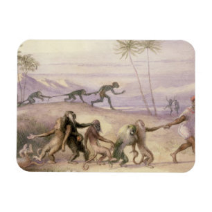 Imán Las maneras y las aduanas de monos