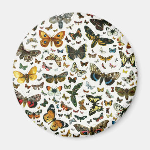 Imán Las mariposas y polillas más conocidas de Europa