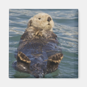 Imán Las nutrias marinas juegan con los icebergs en la 