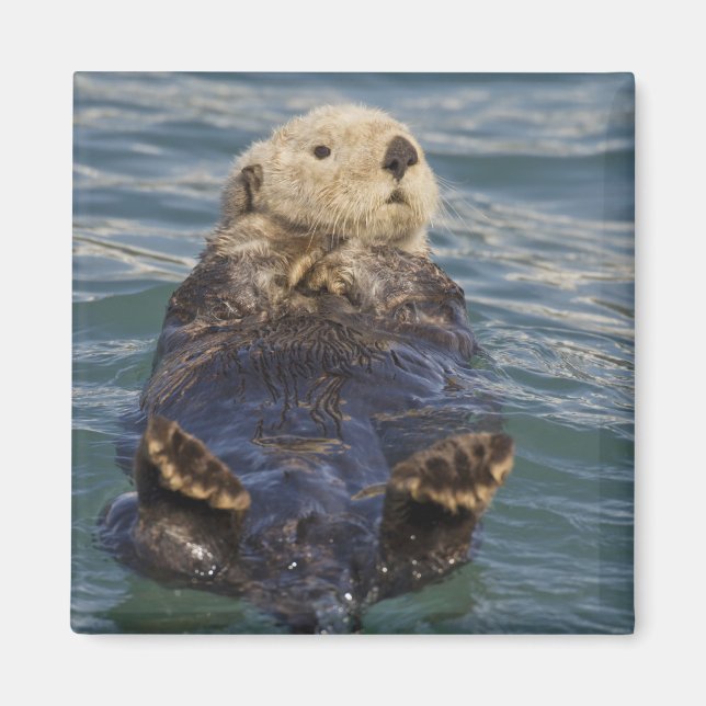 Imán Las nutrias marinas juegan con los icebergs en la  (Frente)