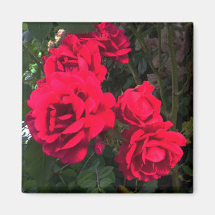 Imán Las rosas rojas florecen