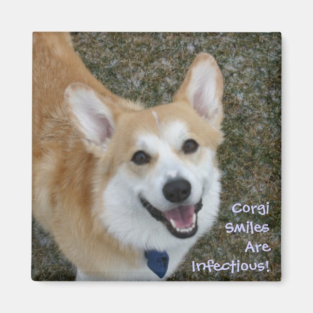 Imán ¡Las Sonrisas De Corgi Son Infectibles! (Frente)