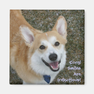 Imán ¡Las sonrisas del Corgi son infecciosas!