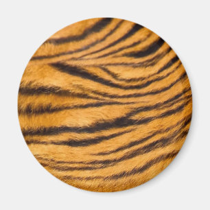 Imán Las tiras de tigre se vuelven negras y el Naranja