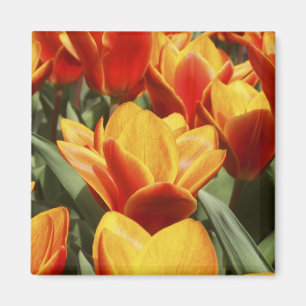 Imán Las tulipas abundan en los jardines de Keukenhof,