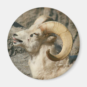 Imán Laughing Bighorn Sheep