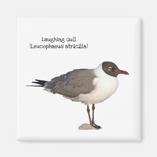 Imán Laughing Gull