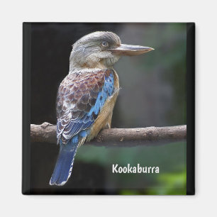 Imán Laughing Kookaburra Bird 
