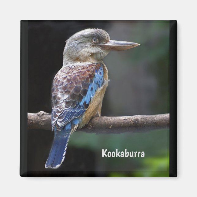 Imán Laughing Kookaburra Bird (Frente)