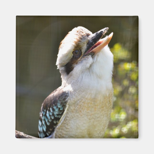 Imán Laughing Kookaburra encaramado en la sucursal Post (Frente)