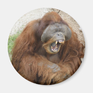 Imán Laughing Orangutan
