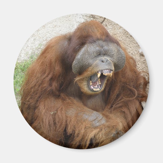 Imán Laughing Orangutan (Frente)