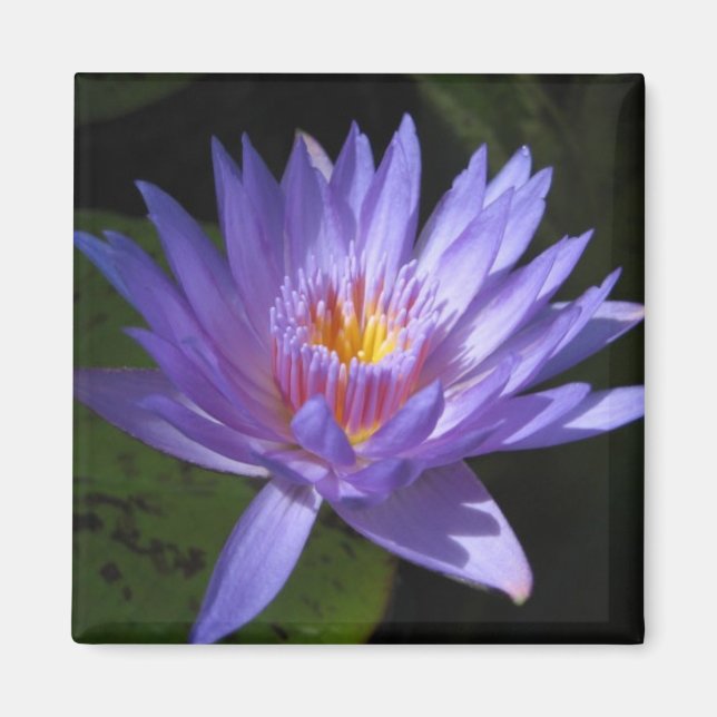 Imán Laura Frase (Frente)