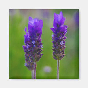 Imán lavanda