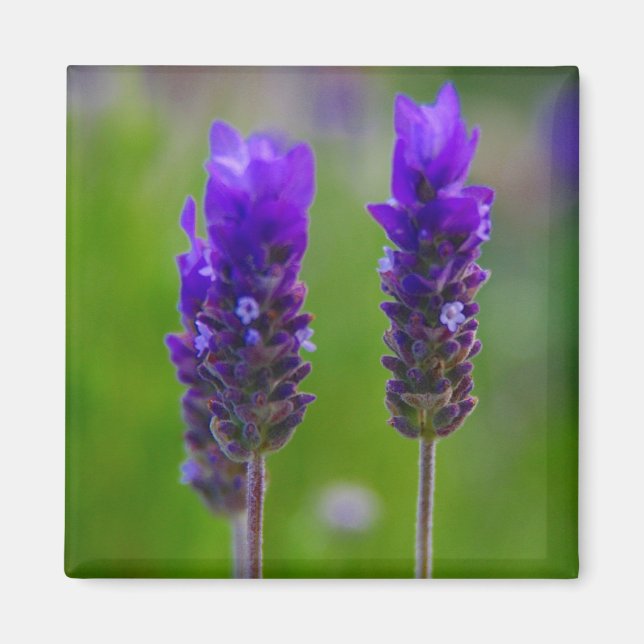 Imán lavanda (Frente)