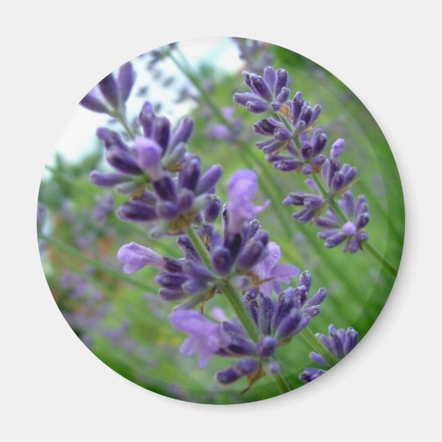 Imán Lavanda (Frente)