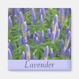 Imán Lavanda