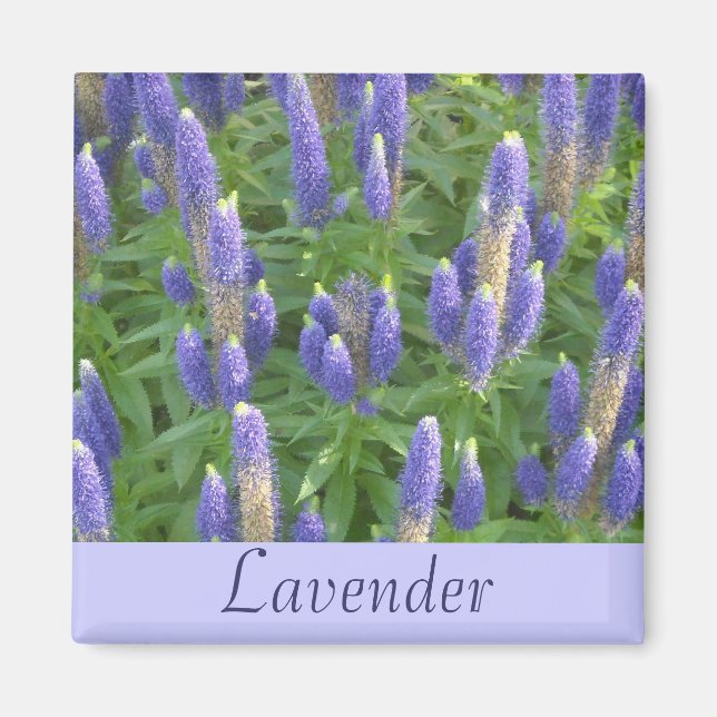 Imán Lavanda (Frente)