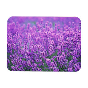 Imán Lavanda