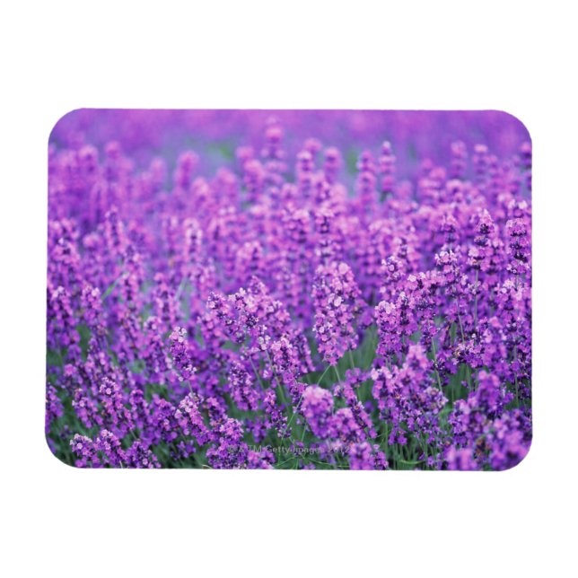 Imán Lavanda (Horizontal)