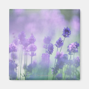 Imán Lavanda 2