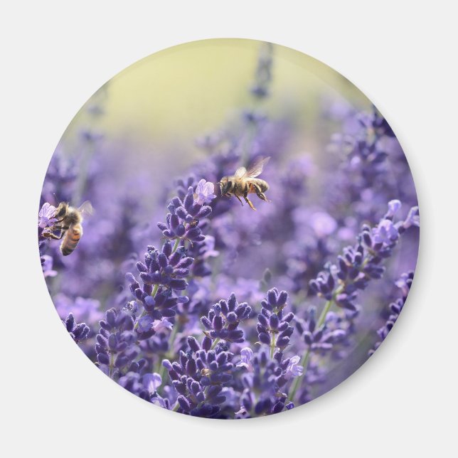 Imán Lavanda de primavera con flores moradas de abejas (Frente)
