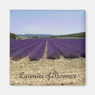 Imán Lavanda de Provenza