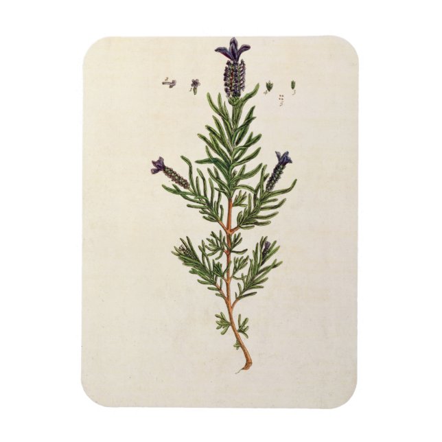 Imán Lavanda francesa, plato 241 de A Curious Herbal (Vertical)