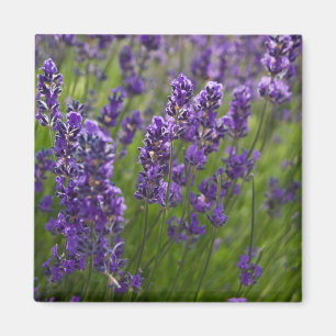 Imán Lavendar el   Lavendel