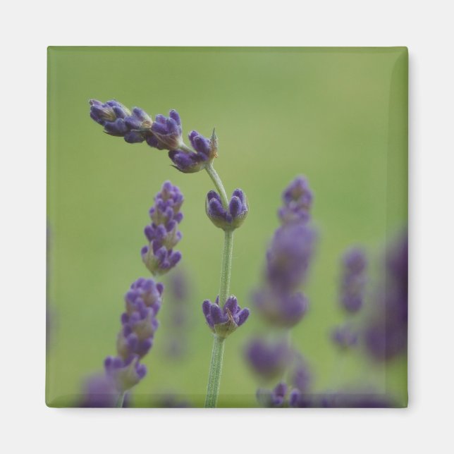 Imán Lavendar Floral Magnet (Frente)