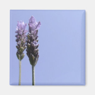 Imán Lavendar Magnet